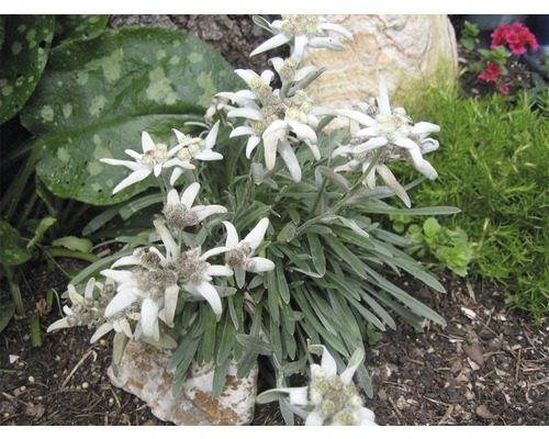Edelweiss plante dans un parterre de jardin