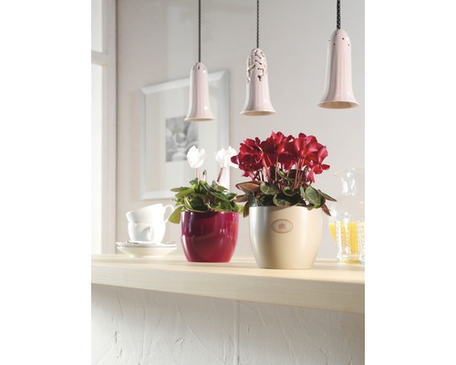 Deux cyclamens fleuris en pot sur un comptoir, décorés sous des suspensions.