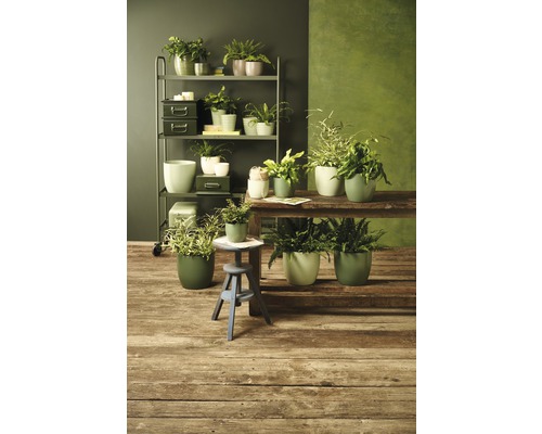 Intérieur avec des plantes en pot sur une étagère et une table