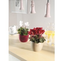 Arrangement décoratif avec des plantes d''intérieur en pot sur une table