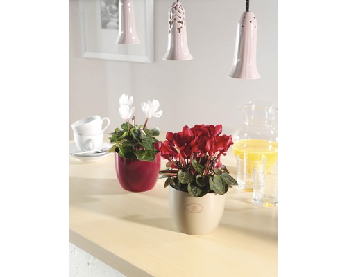 Arrangement décoratif avec des plantes d''intérieur en pot sur une table