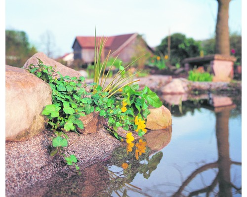 Teichgestaltung mit Uferbefestigung, Pflanzen und Wasserspiegelung