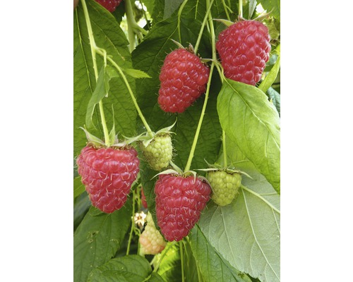 Framboisier ENROSADIRA CO 2, 30-70 cm Framboisier ENROSADIRA CO 2, 30-70 cm
