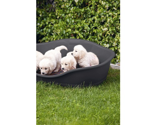 Chiots dans un lit pour chien noir dans le jardin
