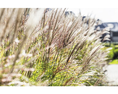 Chinaschilf FloraSelf Miscanthus sinensis "Ferner Osten" H 10-40 cm T 14 cm