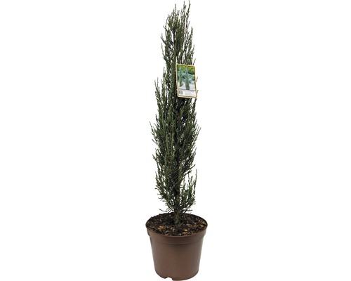 Genévrier bleu des rocheuses FloraSelf Juniperus scopulorum 'Blue Arrow' H 60-80 cm Co 7,5 L