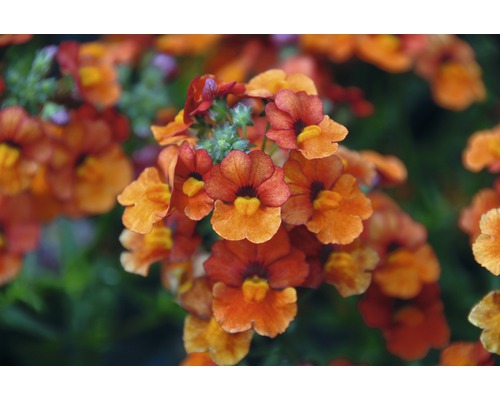 Inflorescence de némésie en détail