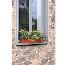 Jardinière avec fleurs épanouies sur la fenêtre