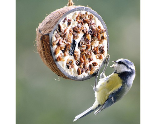 Mésange bleue sur une mangeoire à noix de coco remplie de nourriture pour oiseaux