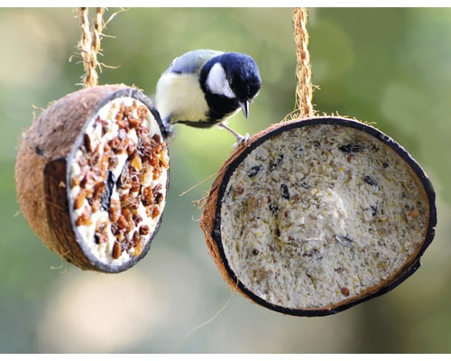 Mésange sur une mangeoire suspendue en noix de coco