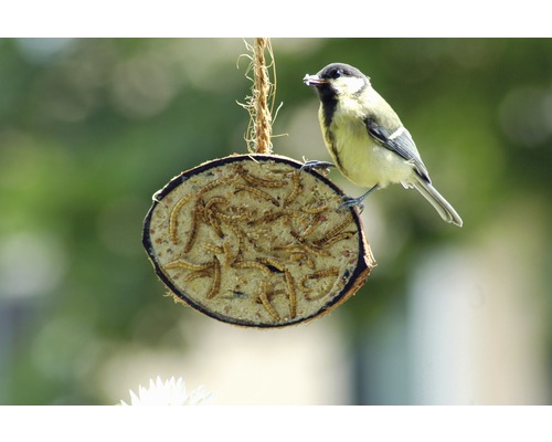 Support de boules de graisse avec vers de farine et mésange charbonnière