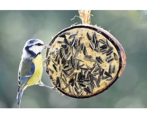 Mésange bleue sur une mangeoire en noix de coco remplie de graines de tournesol.