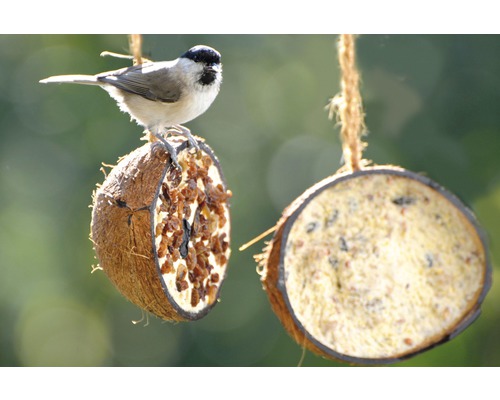 Oiseau sur mangeoire en noix de coco avec suspension