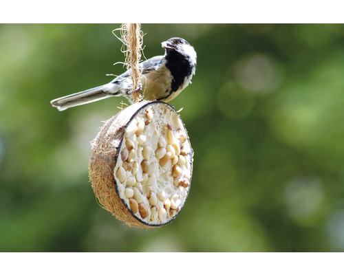 Mésange sur une coquille de noix de coco remplie de nourriture