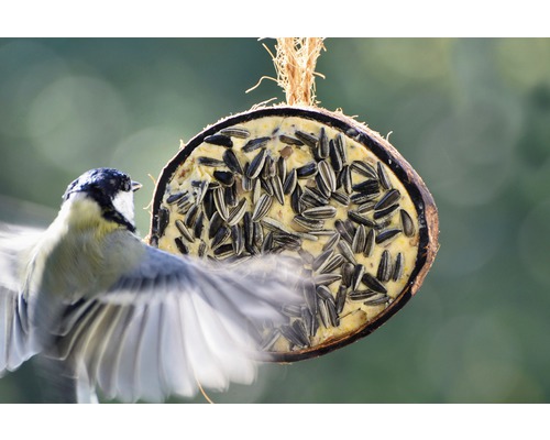 Mésange à la mangeoire à noix de coco avec des graines de tournesol