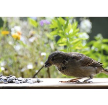 Spatz frisst Sonnenblumenkerne auf einem Brett