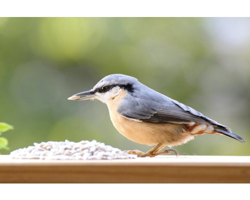 Kleiber mit Sonnenblumenkernen auf einem Futtertisch