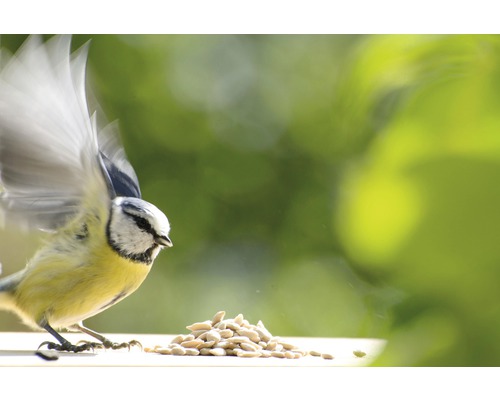 Blaumeise mit Sonnenblumenkernen auf einem Tisch