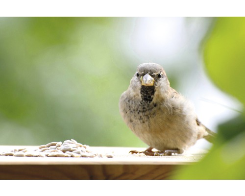 Sperling mit Sonnenblumenkernen auf einem Futtertisch