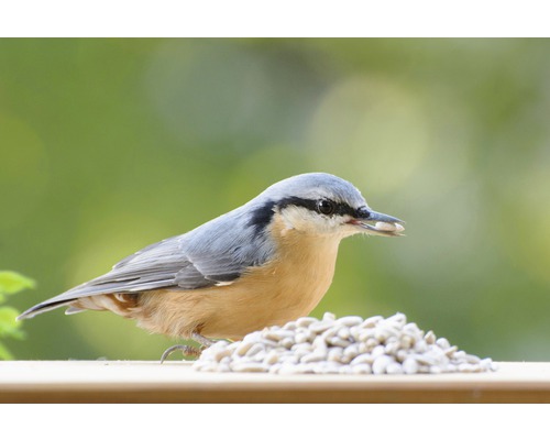 Kleiber mit Sonnenblumenkernen