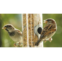 Zwei Spatzen an einem mit Vogelfutter gefüllten Futterspender.