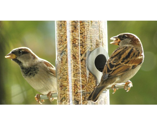 Zwei Spatzen an einem mit Vogelfutter gefüllten Futterspender.