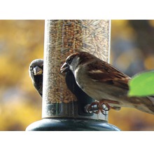 Zwei Spatzen an einem Vogelfutterspender