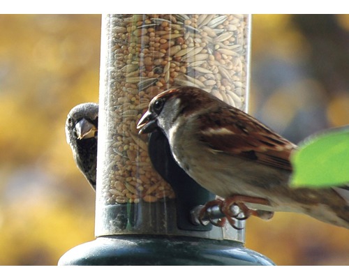 Zwei Spatzen an einem Vogelfutterspender