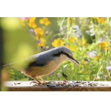 Kleiber frisst Vogelfutter auf einem Futtertisch