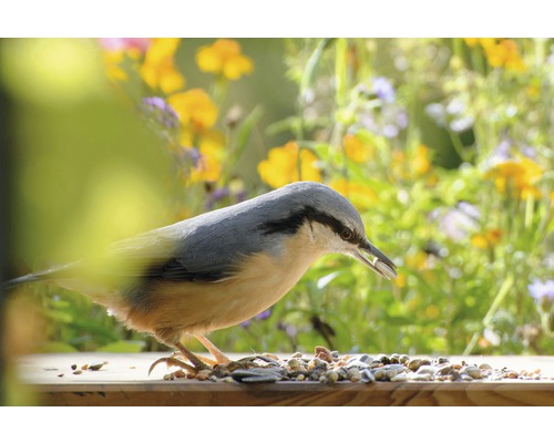 Kleiber frisst Vogelfutter auf einem Futtertisch