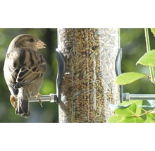 Sperling an einem mit Vogelfutter gefüllten Futterspender.