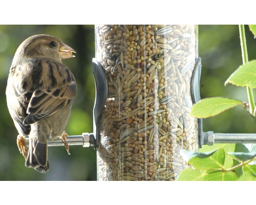 Sperling an einem mit Vogelfutter gefüllten Futterspender.