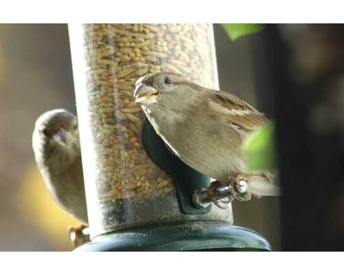 Sperlinge an einem Futterspender für Vögel
