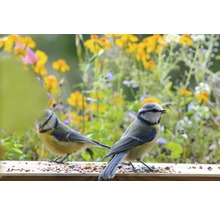 Zwei Blaumeisen fressen Samen auf einem Holzbrett vor Blumen