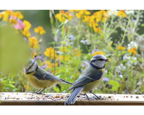 Zwei Blaumeisen fressen Samen auf einem Holzbrett vor Blumen