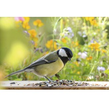 Kohlmeise frisst Vogelfutter im Garten vor Blumen
