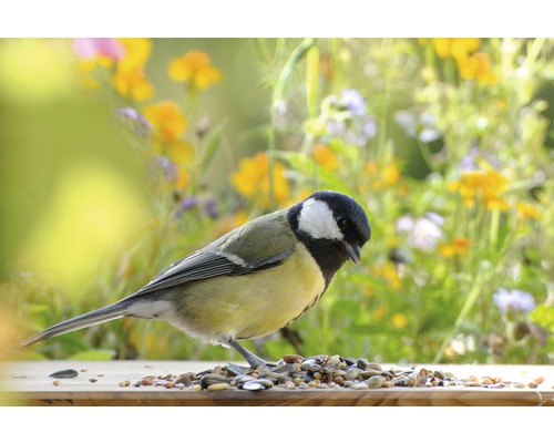 Kohlmeise frisst Vogelfutter im Garten vor Blumen