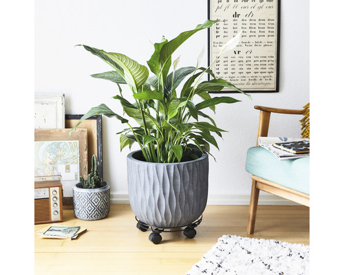Vue d''intérieur avec une fleur de lune en pot sur un support à plantes à roulettes.