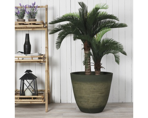 Dekorative Zimmerpflanze mit Topf neben einem Regal