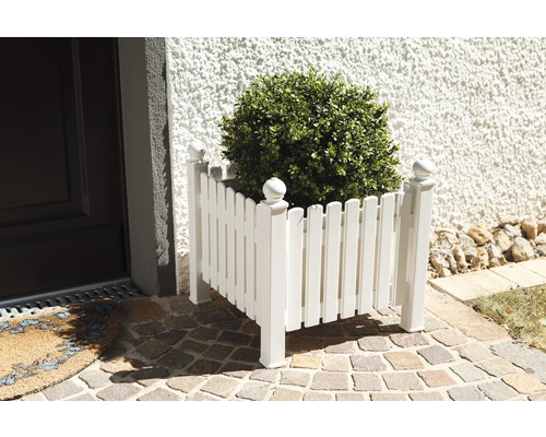 Jardinière blanche en bois avec buis devant la maison.