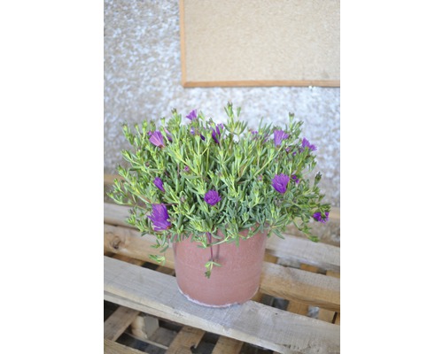 Pourpier vivace en pot