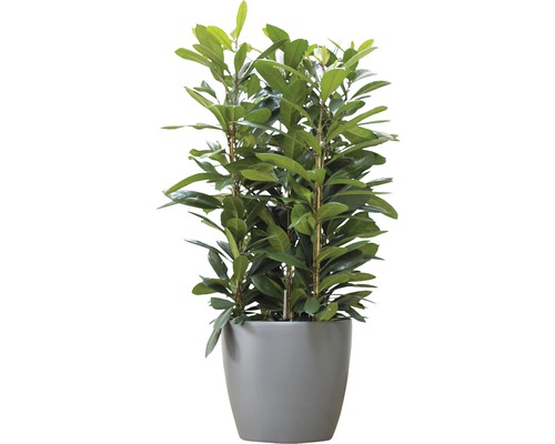 Laurier-cerise en pot