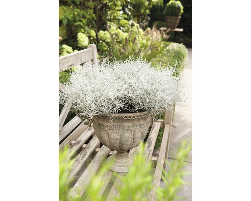 Plante décorative dans un pot décoratif sur un banc en bois dans le jardin.