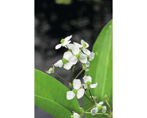 Grasartiges Pfeilkraut FloraSelf® Sagittaria graminea 25-40 cm