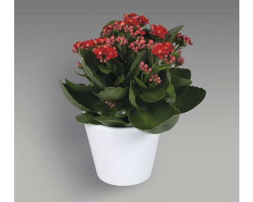 Flammendes Käthchen in weißem Topf