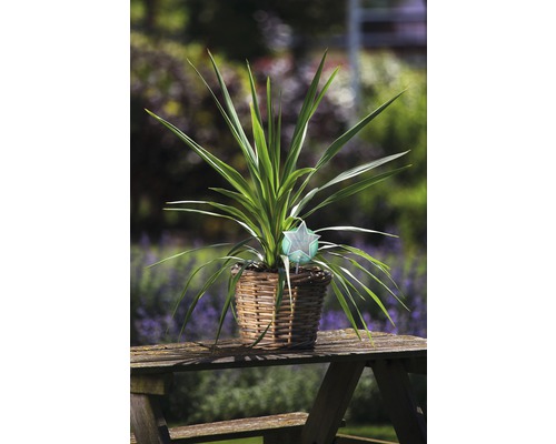 Plante verte dans un panier sur une table