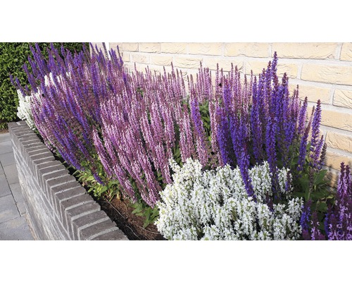 Plate-bande avec sauge fleurie devant un mur de pierre