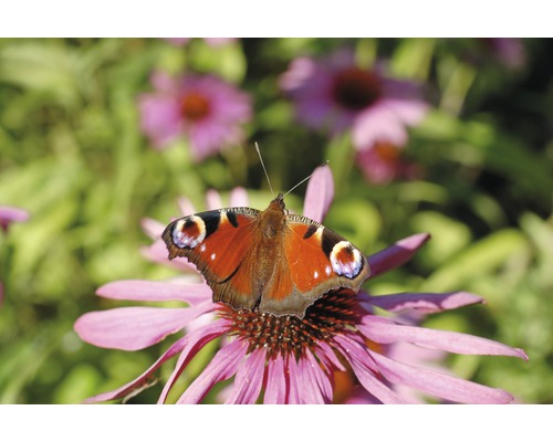 Pfauenauge Schmetterling auf einer Blüte