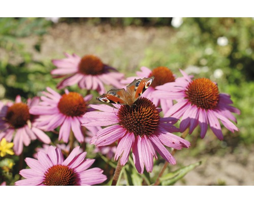 Pfauenauge Schmetterling auf Purpurroter Kegelblume