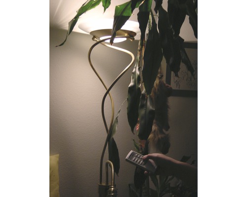 Stehlampe mit Fernbedienung und Zimmerpflanze